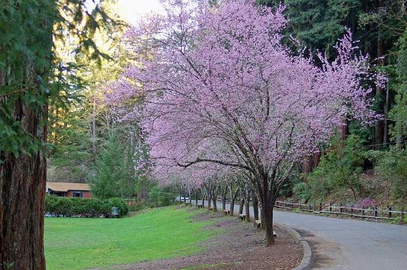 Blooms at Westminster Woods 2.jpg - Upon returning to the Dining Hall for lunch, this spectacular spring scene greets us.